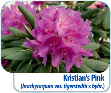 Fiński Rododendron Kristian's Pink