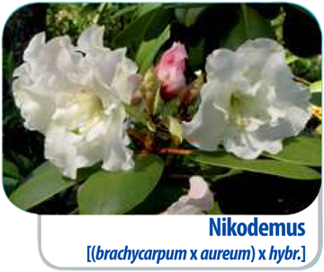 Rhododendren Nikodemus