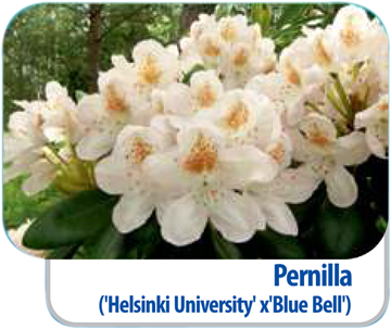 Rhododendren Pernilla