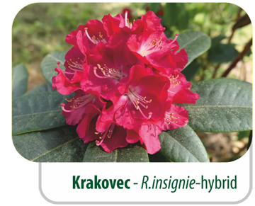 Krakovec - R.insignie - hybrid