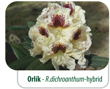 Orlík - R.dichroanthum - hybrid