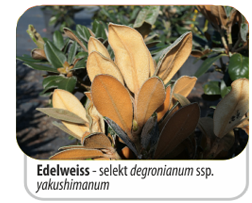 Edelweiss - selekt degronianum ssp. yakushimanum