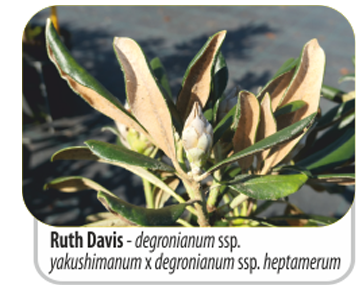 Ruth Davis - degronianum ssp. yakushimanum x degronianum ssp. heptamerum