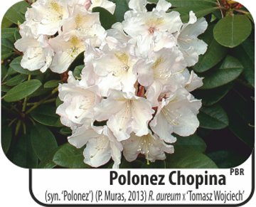 'Polonez Chopina' (syn. 'Polonez') (P. Muras, 2013) R. aureum X 'Tomasz Wojciech' 