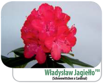 Rododendron Władysław Jagiełło