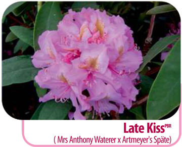  Late Kiss (Mrs Anthony Waterer x Artmeyer's Späte) 