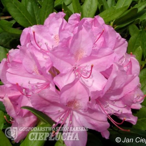 Roseum Elegans - różanecznik wielkokwiatowy - Roseum Elegans - Rhododendron hybridum