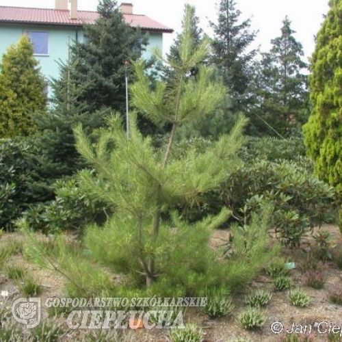 Pinus densiflora 'Oculus-draconis' - Japanische Rotkiefer - Pinus densiflora 'Oculus-draconis'
