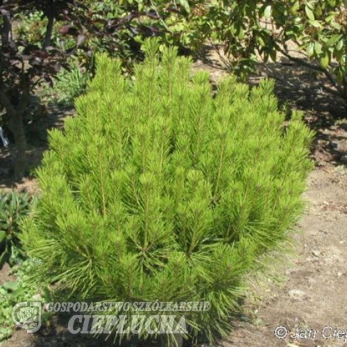 Pinus densiflora 'Umbraculifera' - Japanische Rotkiefer - Pinus densiflora 'Umbraculifera'