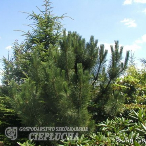 Pinus nigra 'Géant de Suisse' - sosna czarna - Pinus nigra 'Géant de Suisse'