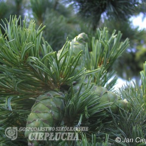 Pinus parviflora 'Glauca' - sosna drobnokwiatowa - Pinus parviflora 'Glauca'