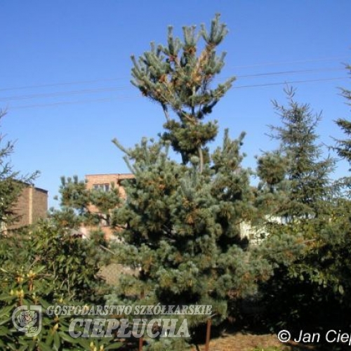 Pinus parviflora 'Negishi' - sosna drobnokwiatowa - Pinus parviflora 'Negishi'