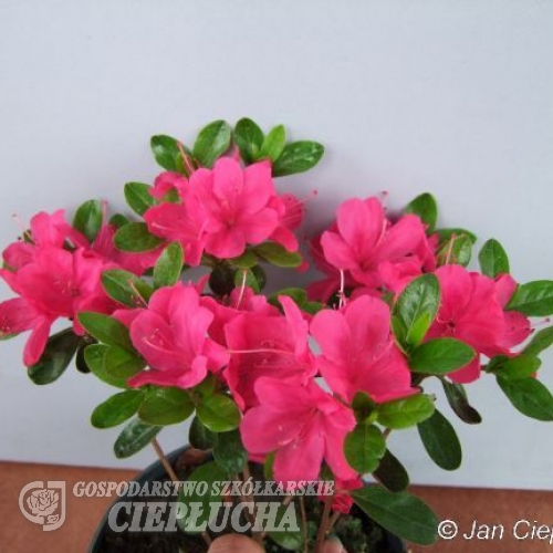 Rubinstern - Azalia japońska - Rubinstern - Rhododendron