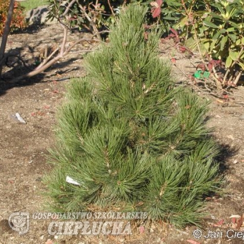 Pinus heldreichii 'Malinki' - sosna bośniacka - Pinus heldreichii 'Malinki' ; Pinus leucodermis
