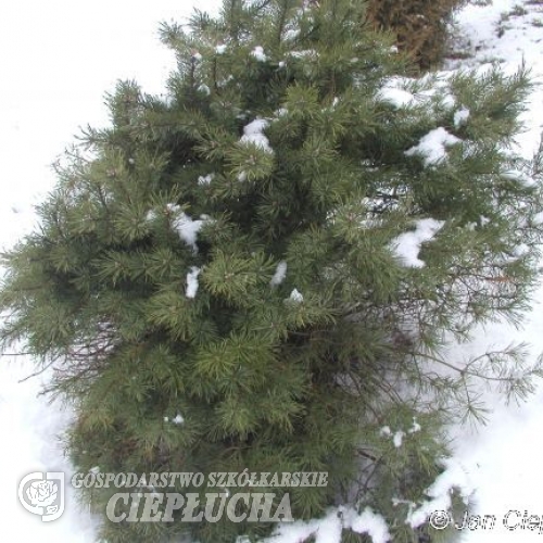 Pinus sylvestris 'Tabuliformis' - sosna zwyczajna - Pinus sylvestris 'Tabuliformis'
