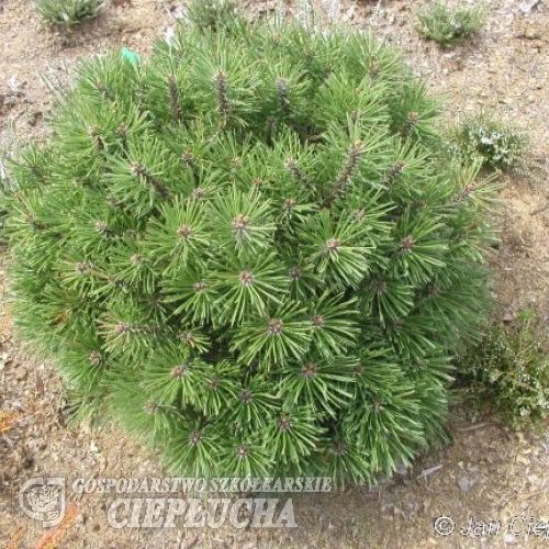 Pinus mugo 'Hexe' -  kosodrzewina  ; - Pinus mugo  'Hexe'