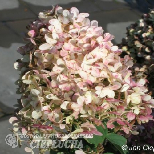 Hydrangea paniculata 'Unique' - hortensja bukietowa - Hydrangea paniculata 'Unique'