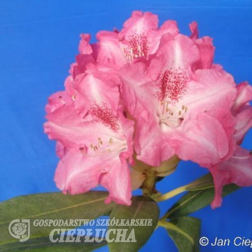 Sneezy - Rhododendron yakushimanum - Sneezy - Rhododendron yakushimanum