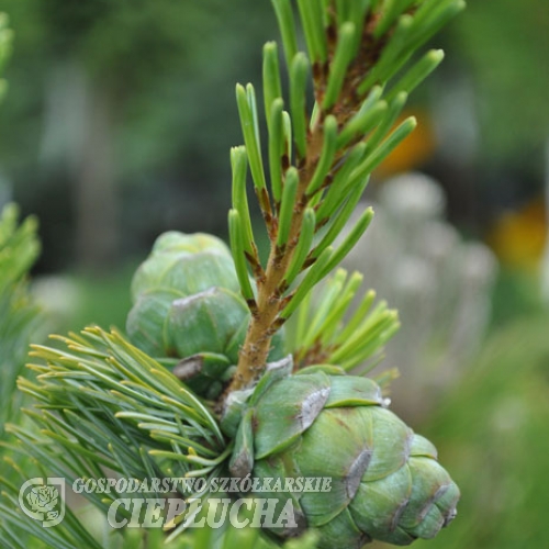 Pinus parviflora 'Ryu-ju' - Mädchenkiefer - Pinus parviflora 'Ryu-ju'