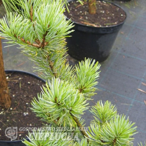 Pinus parviflora 'Tempelhof' - sosna drobnokwiatowa - Pinus parviflora 'Tempelhof'