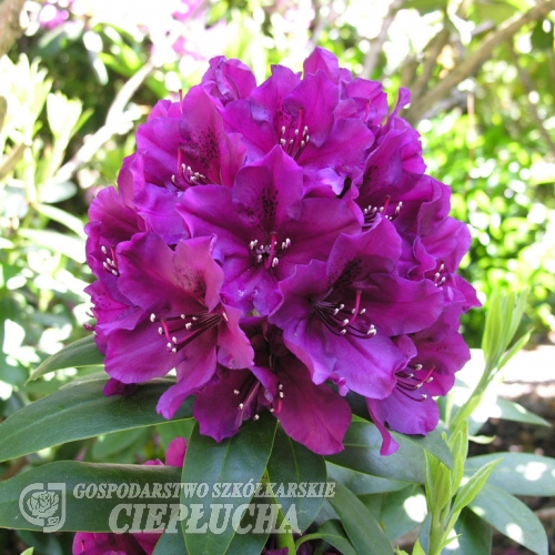 Polarnacht - różanecznik wielkokwiatowy - Polarnacht - Rhododendron hybridum