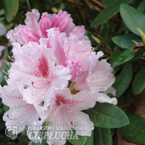 Progres - Rhododendron Hybride - Progres - Rhododendron hybridum