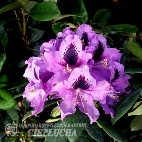 Rasputin - Rhododendron Hybride - Rasputin - Rhododendron hybridum