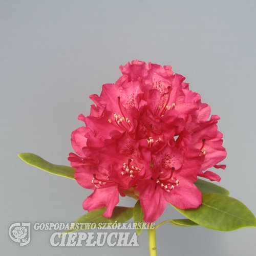 Van Weerden Poelman - różanecznik wielkokwiatowy - Van Weerden Poelman - Rhododendron hybridum