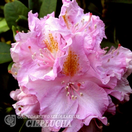 Von Oheimb Woislowitz - Rhododendron Hybride - Von Oheimb Woislowitz - Rhododendron hybridum