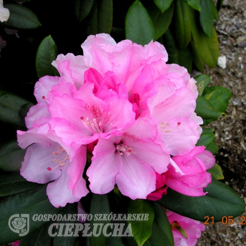 Schneewittchen - Różanecznik jakuszimański - Schneewittchen - Rhododendron yakushimanum