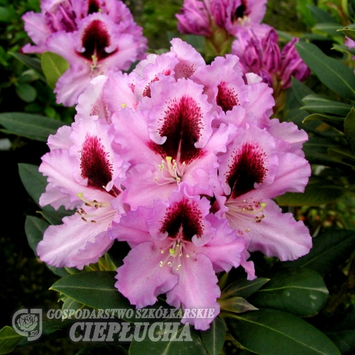Kabarett - Rhododendron Hybride - Kabarett - Rhododendron hybridum
