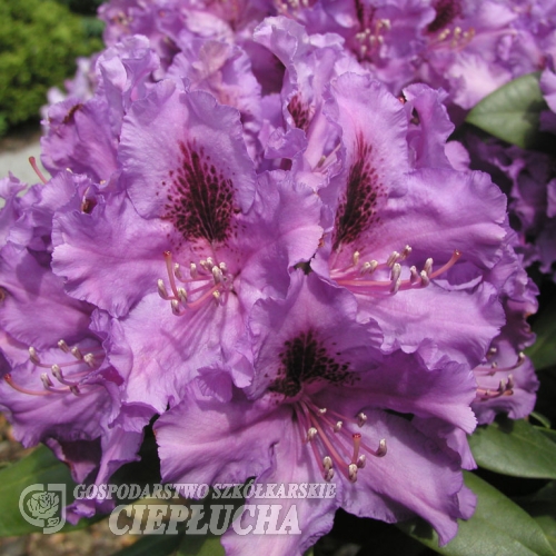 Azurro - różanecznik wielkokwiatowy - Azurro - Rhododendron hybridum