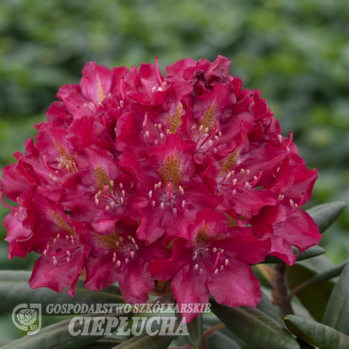 Kazimierz Wielki ROYAL SCARLET - Rhododendron hybrid - Kazimierz Wielki ROYAL SCARLET - Rhododendron hybridum