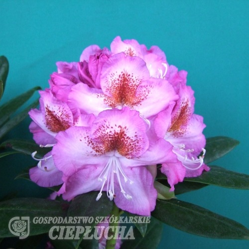 Kazimierz Odnowiciel ROYAL VIOLET PBR - Rhododendron Hybride - Kazimierz Odnowiciel ROYAL VIOLET PBR - Rhododendron hybridum