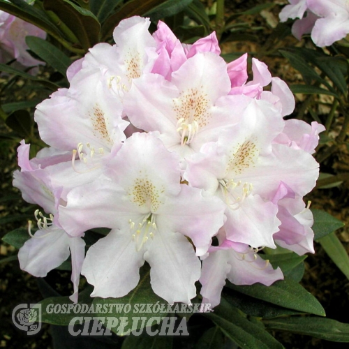 Hoppy - różanecznik  jakuszimański - Hoppy - Rhododendron yakushimanum