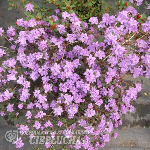 impeditum xhybridum - Różanecznik miniaturowy, różanecznik gęsty - impeditum xhybridum - Rhododendron impeditum