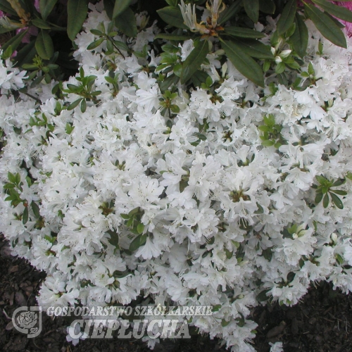 Kermesina Alba - Japanische Azalee - Kermesina Alba - Rhododendron