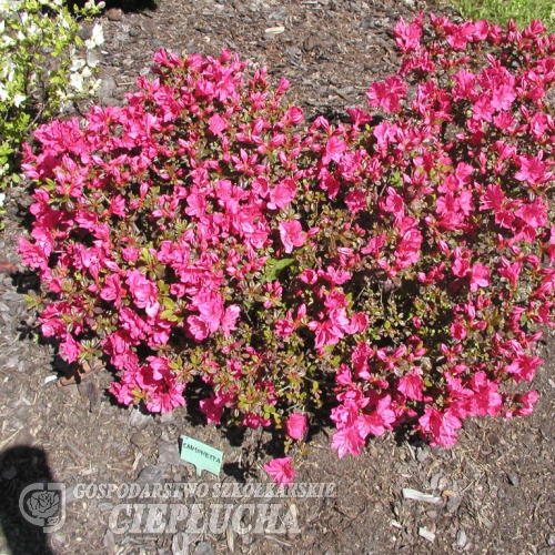 Canzonetta - Azalia japońska - Canzonetta - Rhododendron