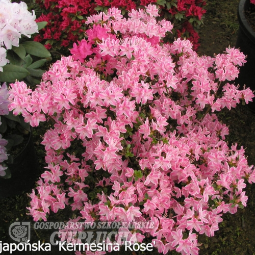 Kermesina Rosé - Azalia japońska - Kermesina Rosé - Rhododendron