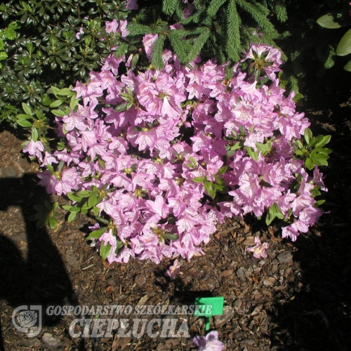 Staccato - Azalia japońska - Staccato - Rhododendron