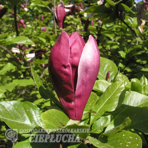 liliiflora 'Nigra' - Purpur-Magnolie - Magnolia liliiflora Nigra