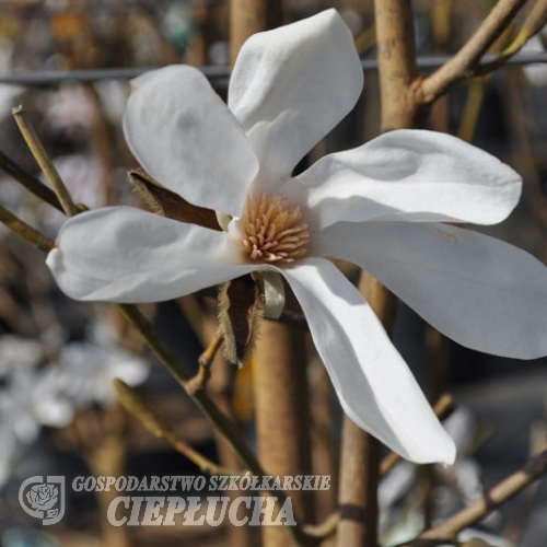 Wada's Memory - magnolia - Magnolia 'Wada's Memory'