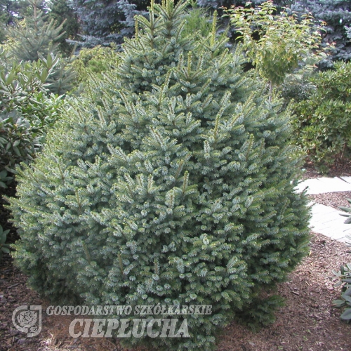 Picea omorika 'Nana' - świerk serbski - Picea omorika 'Nana'