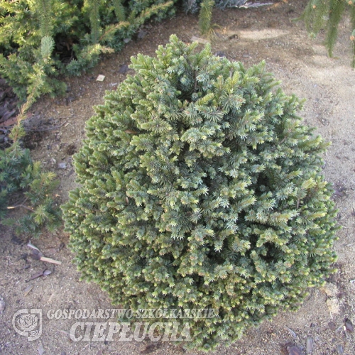 Picea sitchensis 'Tenas' - świerk sitkajski - Picea sitchensis 'Tenas'