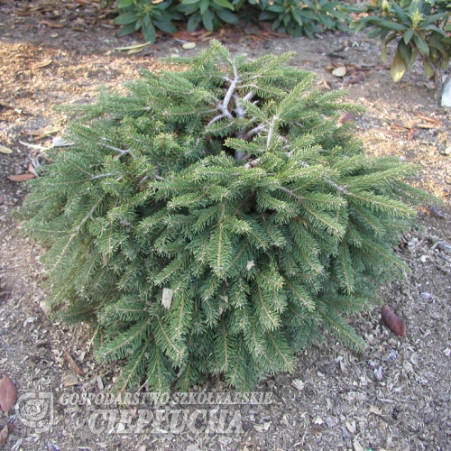 Picea abies 'Formanek' - Gemeine Fichte - Picea abies 'Formanek'