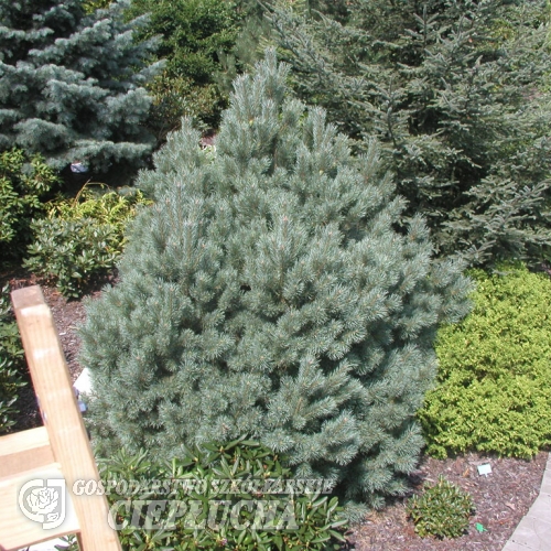 Pinus sylvestris 'Watereri' - sosna zwyczajna - Pinus sylvestris 'Watereri'