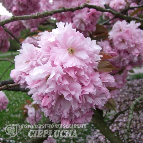 Prunus serrulata 'Kanzan' - Japanische Blütenkirsche ; japanische Zierkirsche - Prunus serrulata 'Kanzan'