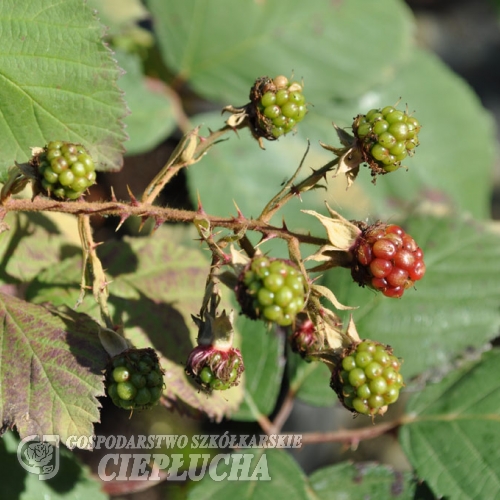 Rubus fruticosus Black Satin - jeżyna bezkolcowa - Rubus fruticosus Black Satin