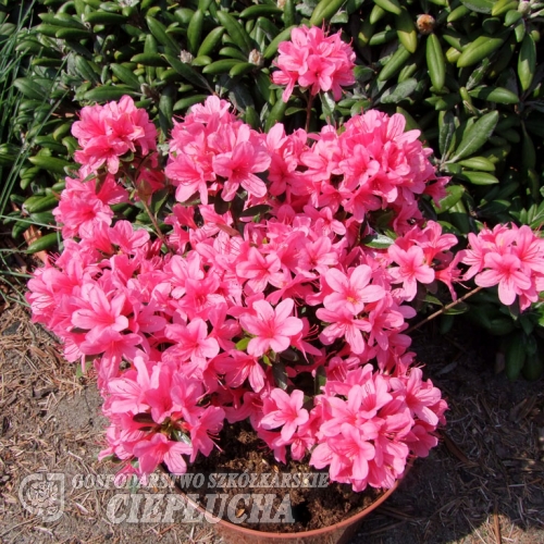 Silvester - Azalia japońska - Silvester Rhododendron