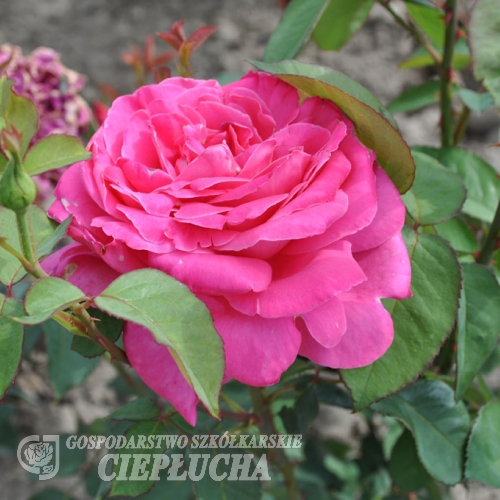 Pink Peace - róża wielkokwiatowa - Rosa Pink Peace